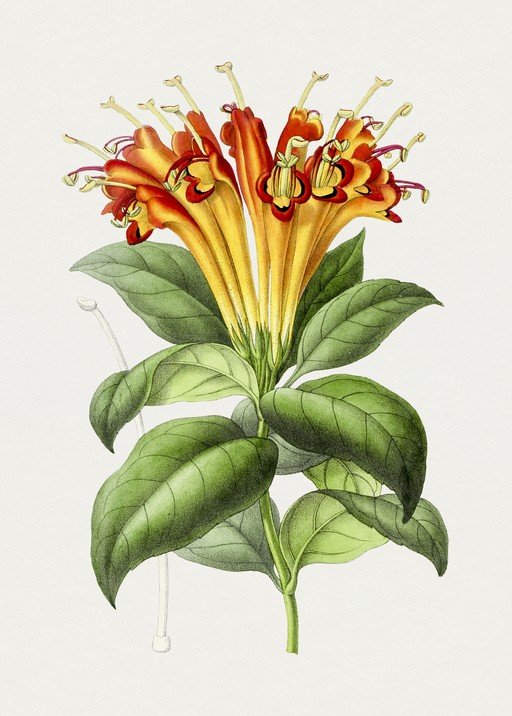 Vintage Botanical Illustration of Trumpet Flowers