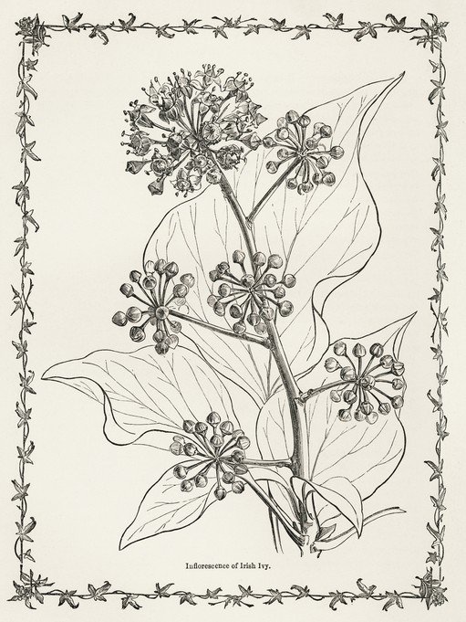 Vintage Botanical Illustration of Irish Ivy Inflorescence