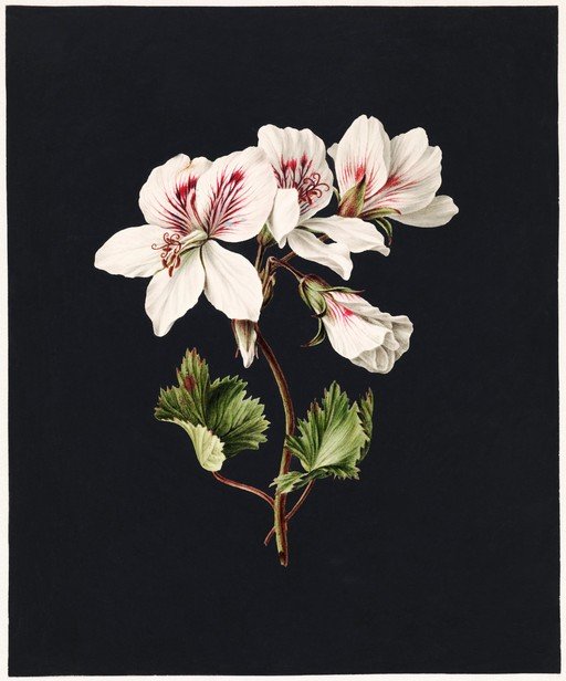 Vintage Botanical Illustration of White Geraniums