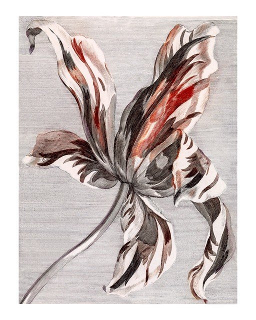 Vintage Botanical Illustration of a Striped Tulip