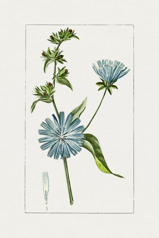 Vintage Botanical Illustration of Chicory Flowers