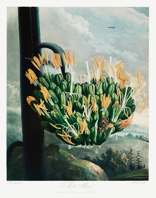 Botanical Illustration of the "The Aloe"
