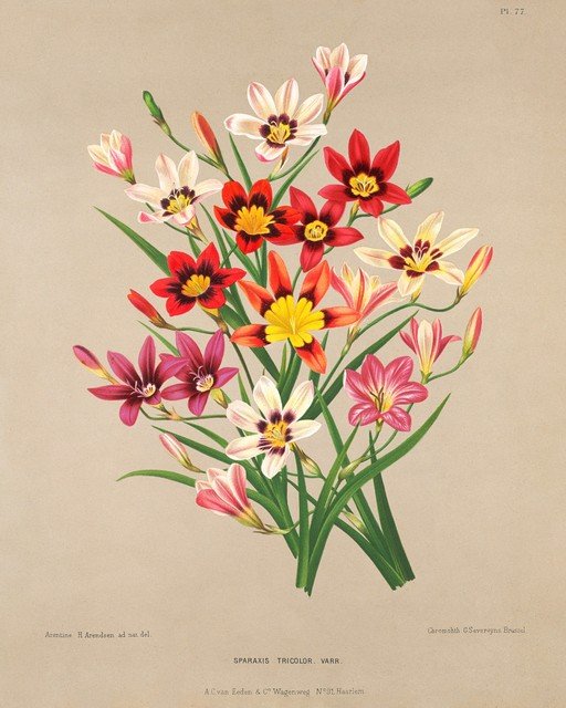 Vintage Botanical Illustration of Sparaxis Tricolor Flowers