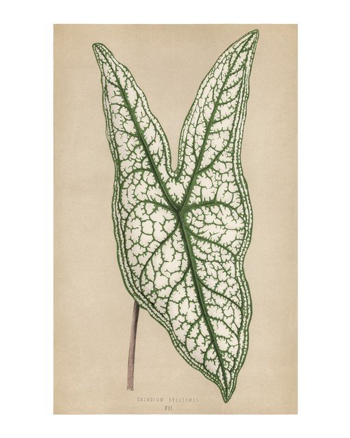 Vintage Caladium Belleymei Botanical Illustration