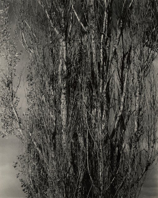 Monochromatic Study of Bare Tree Branches