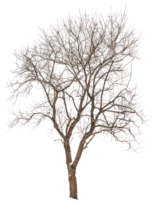 Bare Tree in Winter