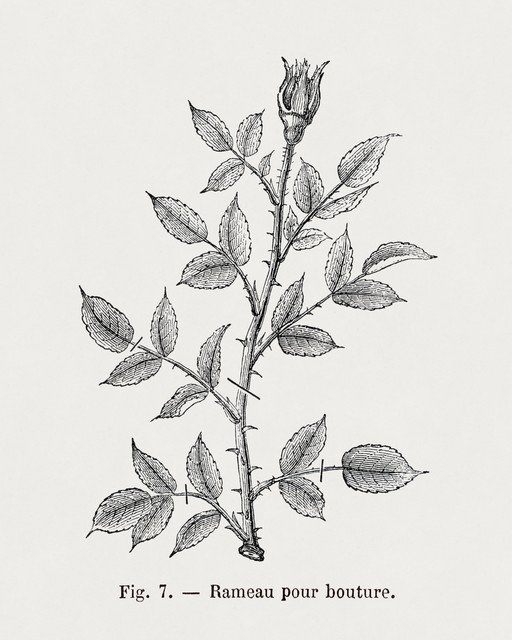 Vintage Rose Stem Illustration