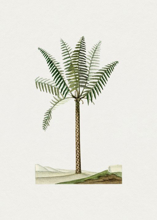 Vintage Botanical Illustration of a Tree Fern
