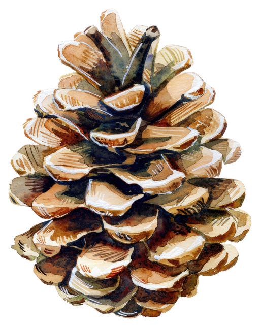 Watercolor Pinecone Illustration
