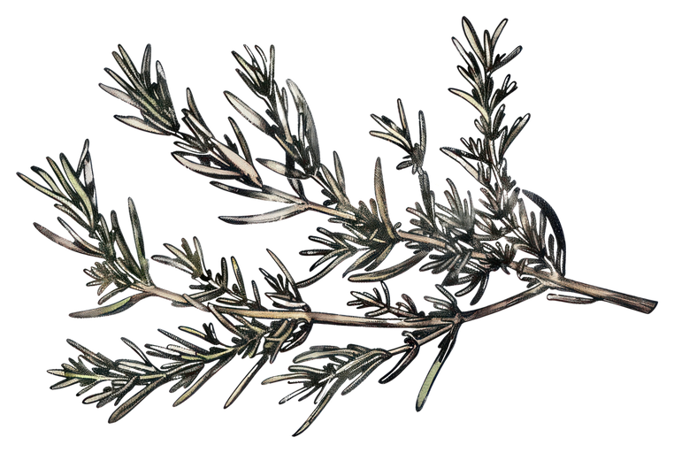 Watercolor Rosemary Sprig Illustration