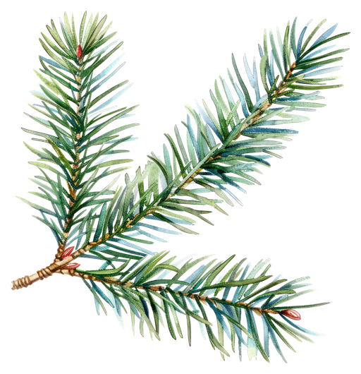 Watercolor Pine Branch with Red Buds