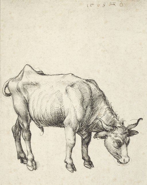 Detailed Drawing of a Lean Bull