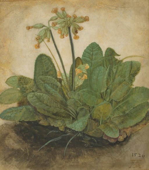 Study of Cowslips