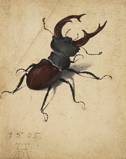 Stag Beetle Illustration from 1505