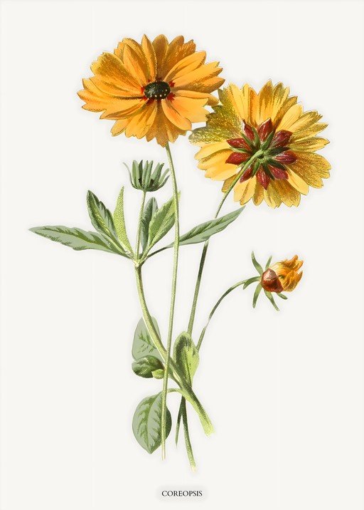 Vintage Coreopsis Flower Illustration