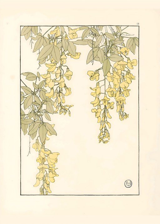 Art Nouveau Yellow Wisteria Floral Illustration