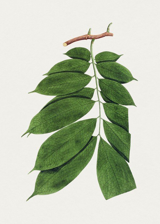 Botanical Illustration of Green Leaves on Branch