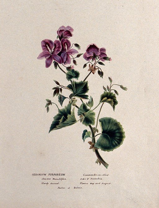 Purple Geranium Botanical Illustration