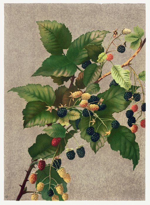 Vintage Botanical Illustration of Blackberries