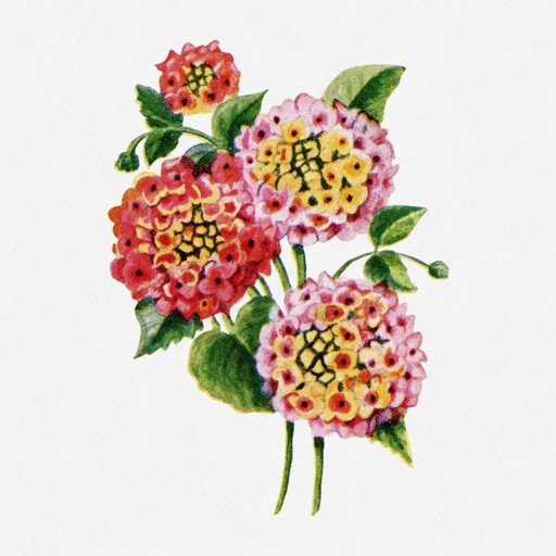 Watercolor Lantana Flowers Illustration