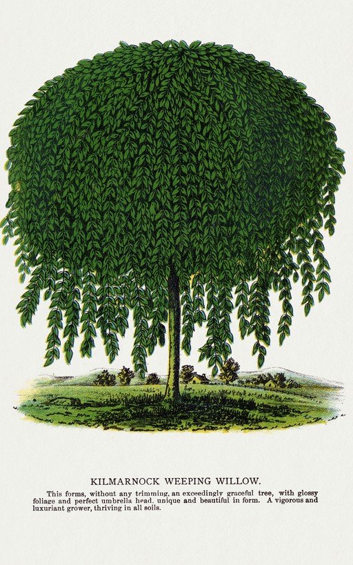 Kilmarnock Weeping Willow Illustration